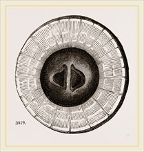 Transverse Sections of Shell Teredo gigantea