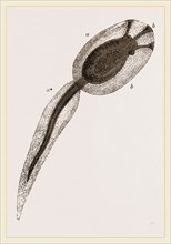 Tadpole of Amaroucium proliferum magnified