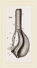 Anatomy of Bernicle