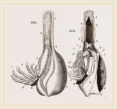 Anatomy of Bernicle