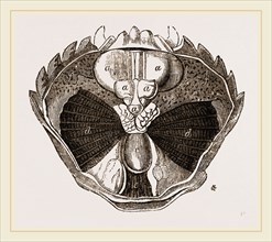Carcinus maenas open