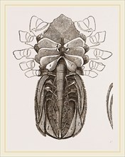 Under side of Female Crab