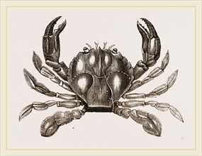 Polybius Henslowii