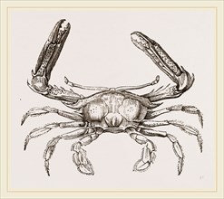 Podophthalmus vigil