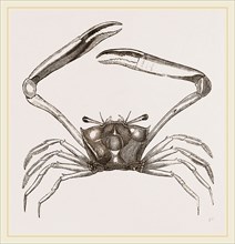 Gonoplax rhomboides