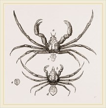 Inachus Scorpio