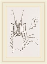 Details of Shrimp