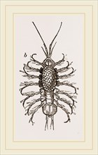 Asellus aquaticus. Asellus aquaticus' is a freshwater crustacean resembling a woodlouse. It is