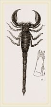 African Scorpion