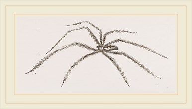 Long legged House-Spider