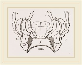 Parts of Mouth various Insects
