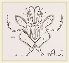 Parts of Mouth various Insects