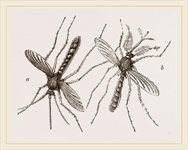 Male and Female Gnats