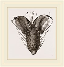 Foot of Bluebottle-Fly