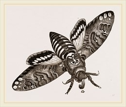 Death's-Head Hawk-Moth