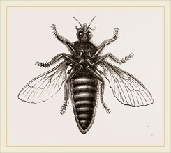 Under Surface of Two-winged Insect