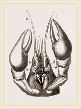 Head of Lobster