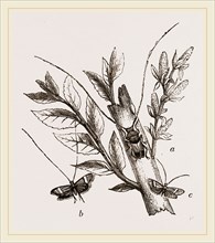 Acanthocinus aedilis and dela