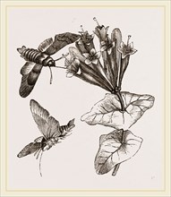 Humming-bird Moth and Honeysuckle