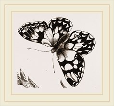 Marbled Butterfly
