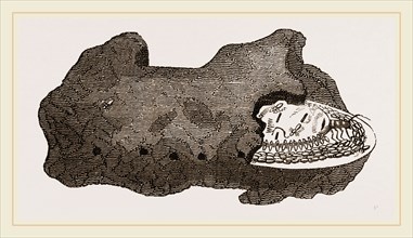 Cell of Queen Termites