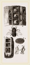 Cells of Carpenter-Bee in Wood
