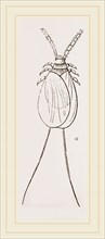 Cochineal Insects