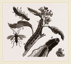 Ichneumons and Caterpillars