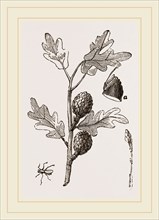 Artichoke-galls of Oak