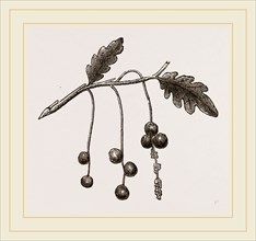 Currant-galls on Oak