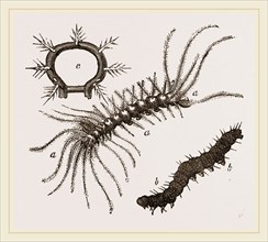 Spiny Caterpillars