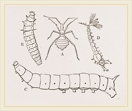 Larvae of Insects