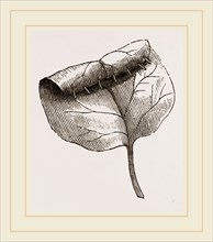 Nest of Lilac-leaf-Roller