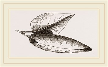 Nest of Lilac-leaf-Roller