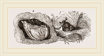 Transformations of Cockchafer