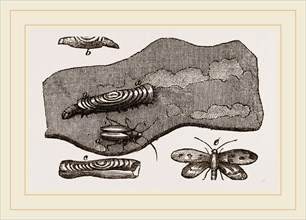 Clothes-Moth and Caterpillar