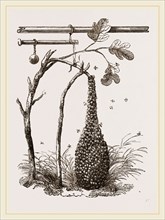 Swarm of Bees and Apparatus for weighing