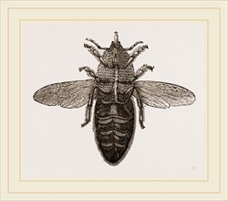 Under view of Neuter Bee