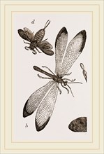 Insects in the Imago state