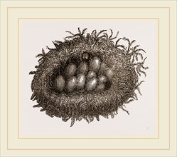 Carder-Bees' Nest and Cells