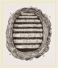 Section of Wasps' Nest