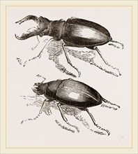 Stag-Beetles
