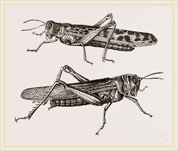 Locusts