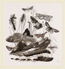 Group of Moths Caterpillars and Pupae
