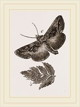 Gamma Moth