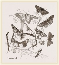 Geometrie Moths Caterpillars and Noce
