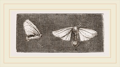 Females of Crown and Golden-tailed Moths