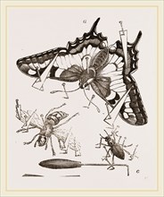 Mode of Setting out Insects