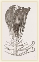 Pentacrinus Caput Medusa