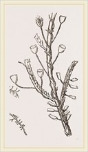 Campanutaria volubilis